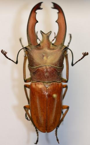 Cyclommatus lunifer